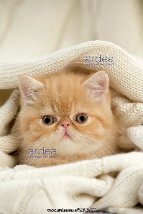  : Cat - Exotic Shorthair wrapped in jumper