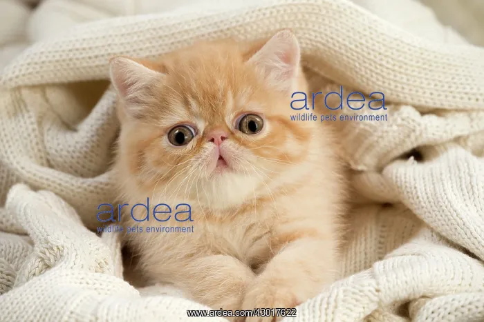  : Cat - Exotic Shorthair wrapped in jumper