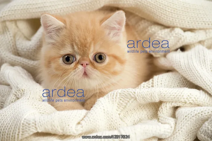  : Cat - Exotic Shorthair wrapped in jumper