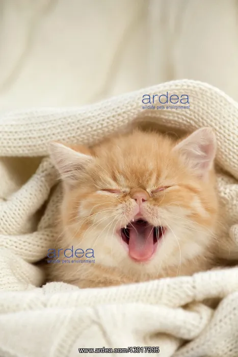 : Cat - Exotic Shorthair wrapped in jumper - yawning : Cat - Exotic Shorthair wrapped in jumper - yawning