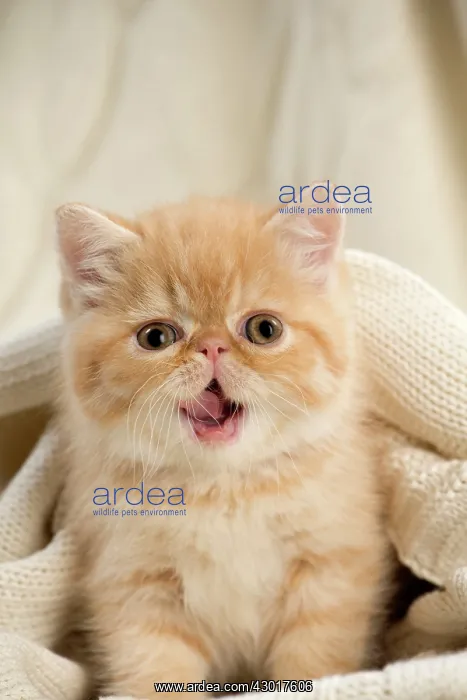 : Cat - Exotic Shorthair wrapped in jumper - yawning : Cat - Exotic Shorthair wrapped in jumper - yawning