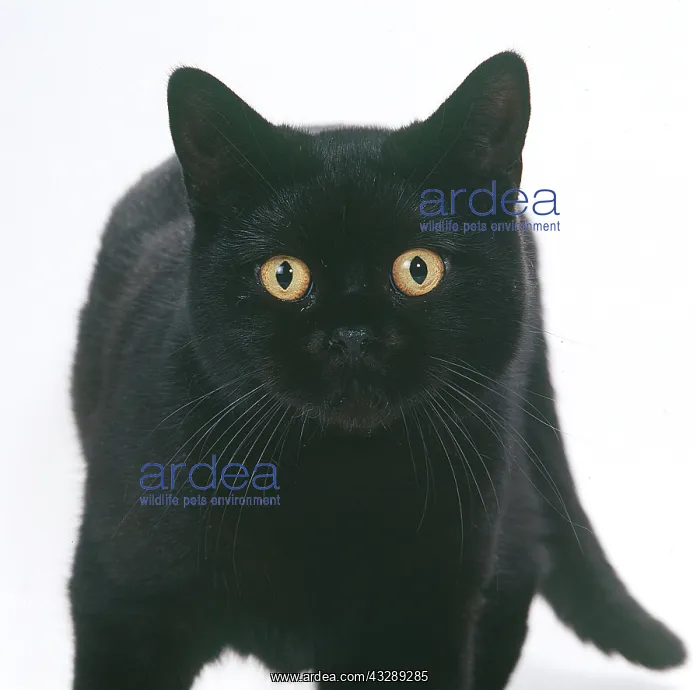 : CAT - EXOTIC SHORTHAIRED BLACK : CAT - EXOTIC SHORTHAIRED BLACK