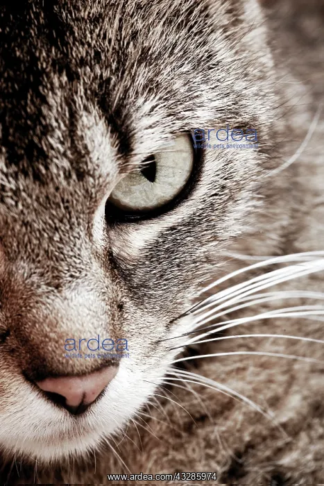 : Cat, eye : Cat, eye