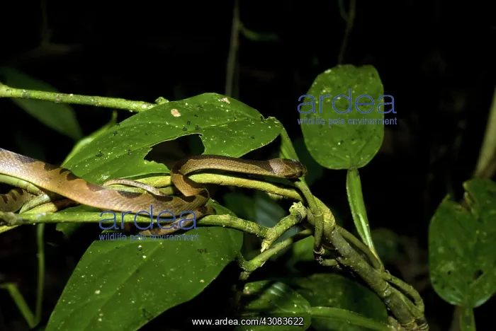 : Cat-eyed Snake : Cat-eyed Snake