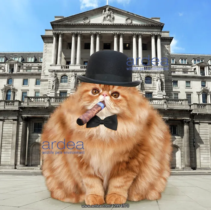 : Cat - fat cat with bowler hat bow tie & cigar outside : Cat - fat cat with bowler hat bow tie & cigar outside