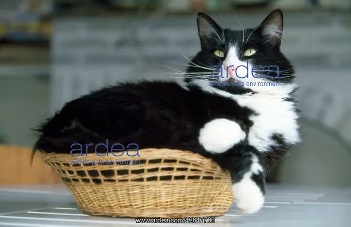  : Cat - fat cat in small basket