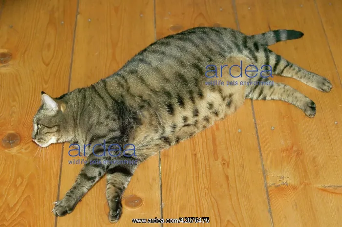  : Cat - fat tabby lying on floor