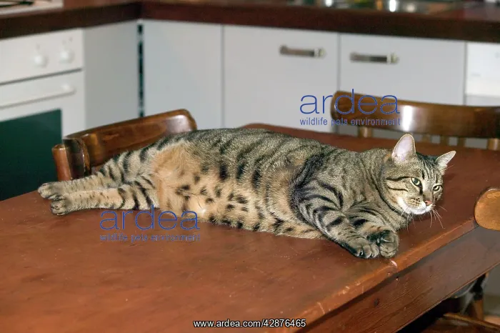 : Cat - fat tabby lying on table : Cat - fat tabby lying on table