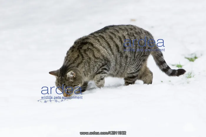 : Cat - feeding from bowl in snow covered garden : Cat - feeding from bowl in snow covered garden