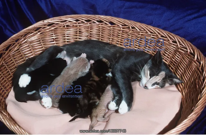 : CAT feeding kittens in basket : CAT feeding kittens in basket