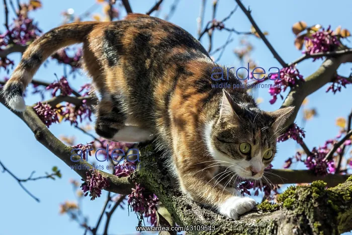 : Cat (Felis catus), European shorthair, cat, tricolour : Cat (Felis catus), European shorthair, cat, tricolour