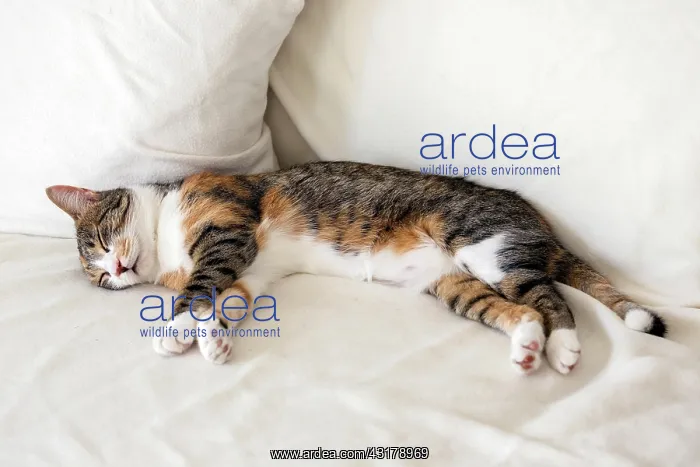 : Cat (Felis catus), European shorthair, cat, tricolor : Cat (Felis catus), European shorthair, cat, tricolor