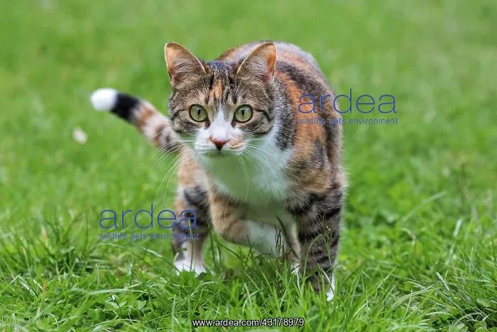 : Cat (Felis catus), European shorthair, cat, tricolour : Cat (Felis catus), European shorthair, cat, tricolour