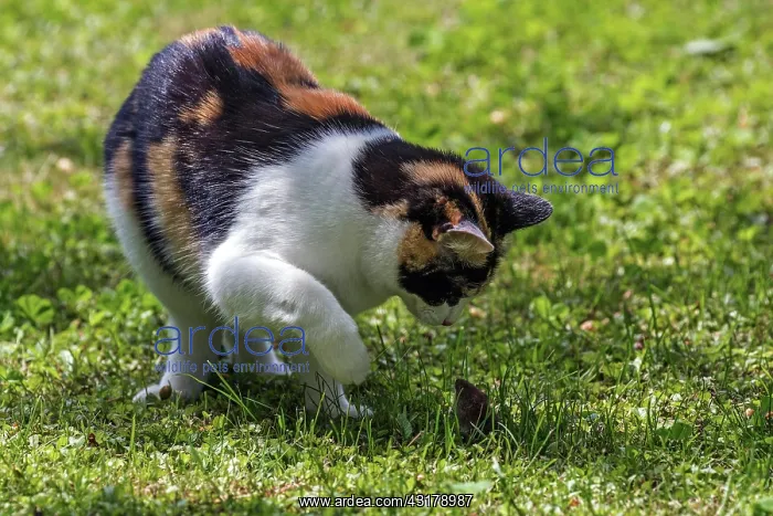 : Cat (Felis catus), European shorthair, cat, tricolour : Cat (Felis catus), European shorthair, cat, tricolour