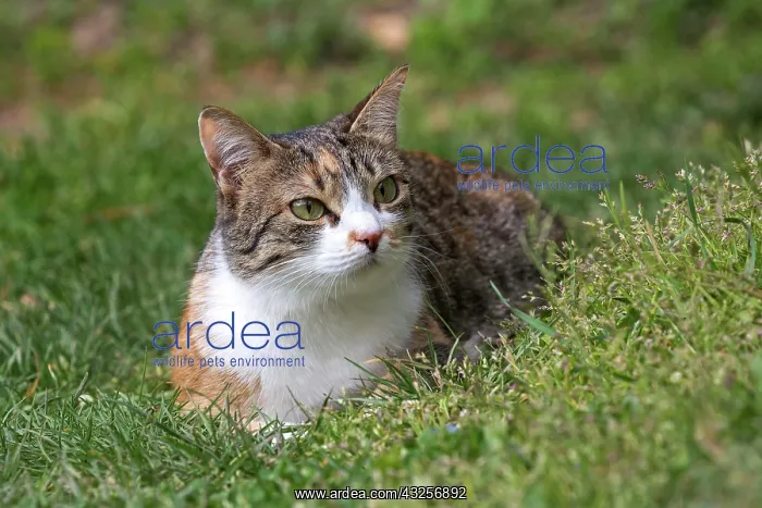 : Cat (Felis catus), European shorthair, cat, tricolour : Cat (Felis catus), European shorthair, cat, tricolour