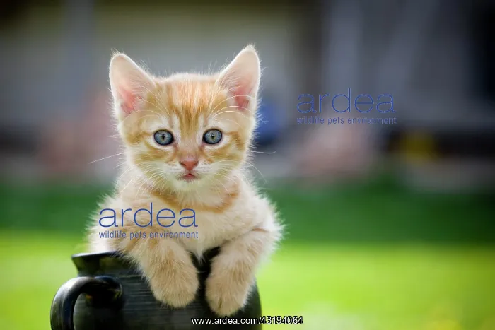 : Cat (Felis catus), kitten : Cat (Felis catus), kitten