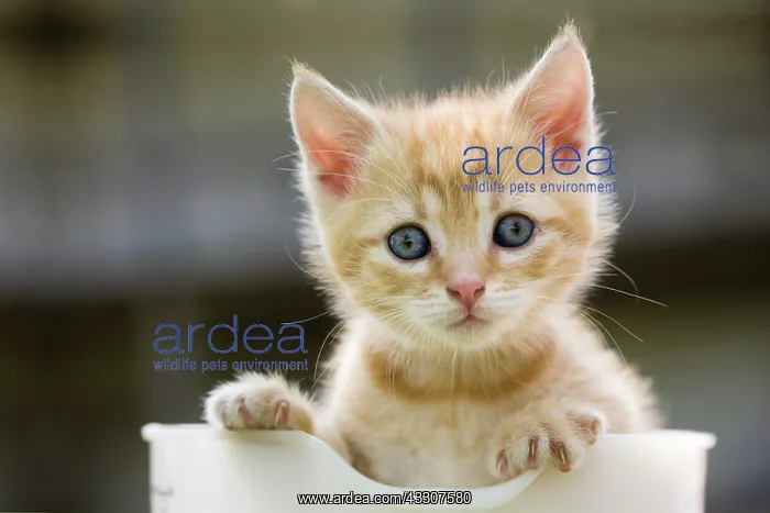  : Cat (Felis catus), kitten