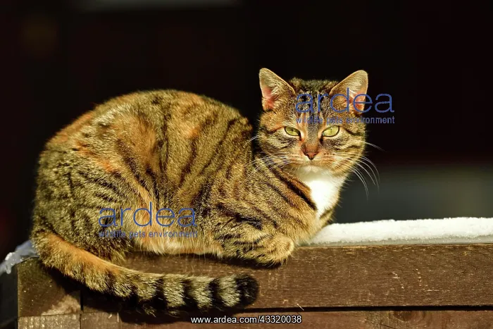 : Cat (Felis silvestris catus), enjoying the warm : Cat (Felis silvestris catus), enjoying the warm
