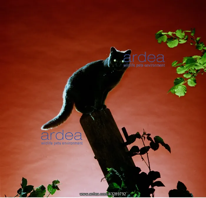: CAT ON FENCEPOST - NIGHT : CAT ON FENCEPOST - NIGHT
