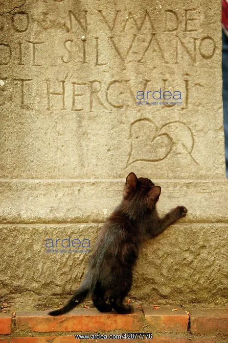 : CAT - feral black kitten playing on gravestone : CAT - feral black kitten playing on gravestone