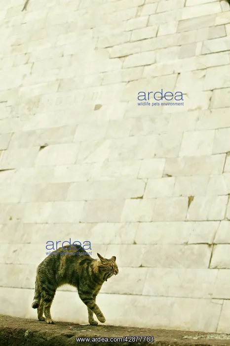 : CAT - feral cat arching back and yawning : CAT - feral cat arching back and yawning
