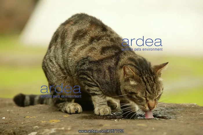 : CAT - feral cat drinking from puddle : CAT - feral cat drinking from puddle