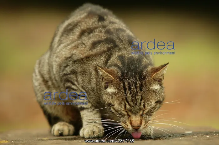 : CAT - feral cat drinking from puddle : CAT - feral cat drinking from puddle
