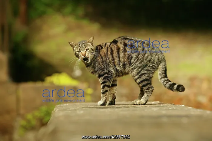 : CAT - feral cat, mouth open : CAT - feral cat, mouth open