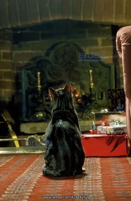 : Cat - in front of fire : Cat - in front of fire