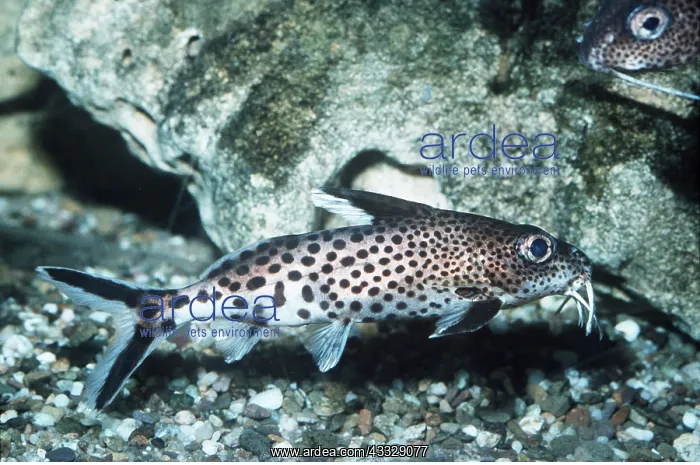 : Cat fish - showing barbels on head : Cat fish - showing barbels on head