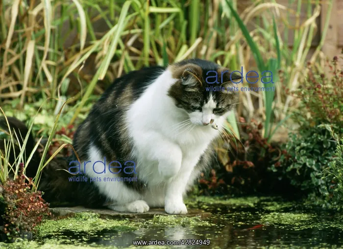  : CAT - FISHING IN POND