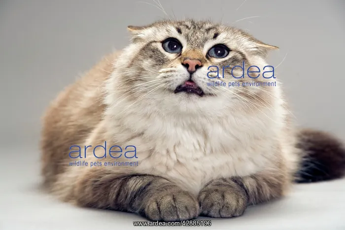  : Cat - with flattened ears