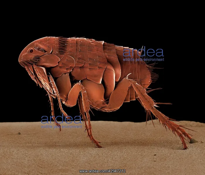 : Cat Flea (Ctenocephalides felis). Scanning Electron Micrograph (SEM) : Cat Flea (Ctenocephalides felis). Scanning Electron Micrograph (SEM)
