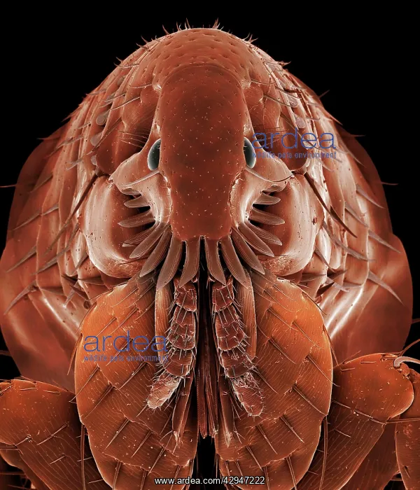 : Cat Flea (Ctenocephalides felis). Scanning Electron Micrograph (SEM) : Cat Flea (Ctenocephalides felis). Scanning Electron Micrograph (SEM)