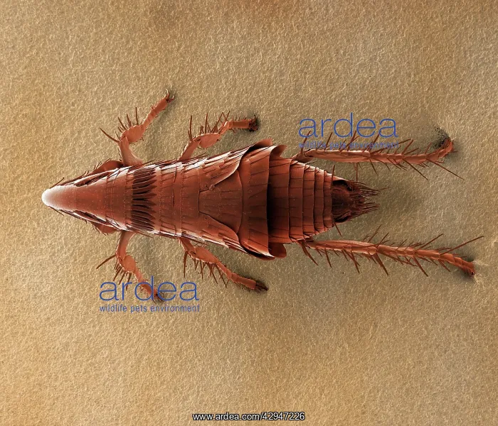 : Cat Flea (Ctenocephalides felis). Scanning Electron Micrograph (SEM) : Cat Flea (Ctenocephalides felis). Scanning Electron Micrograph (SEM)