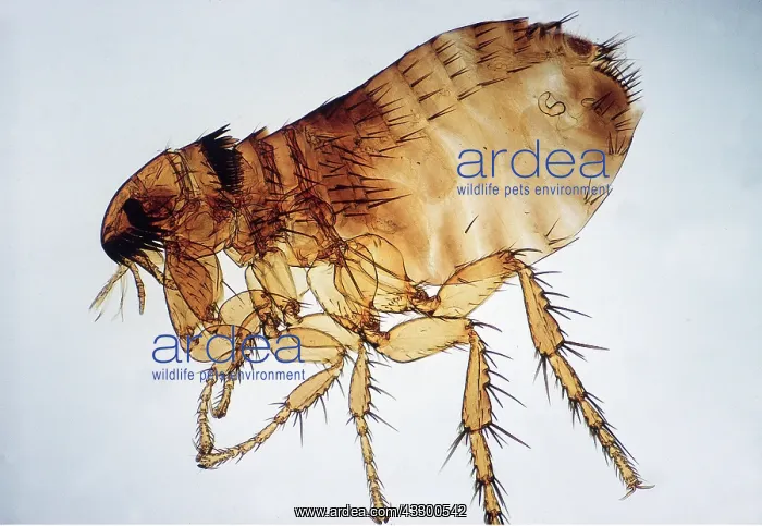 : CAT FLEA : CAT FLEA