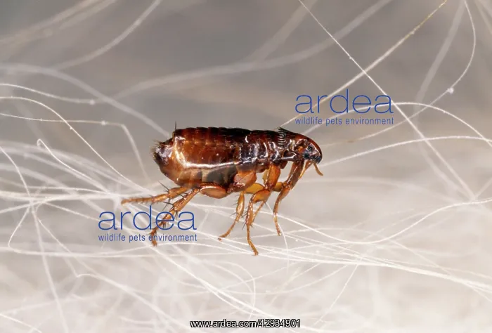 : CAT FLEA - crawling in cat fur : CAT FLEA - crawling in cat fur