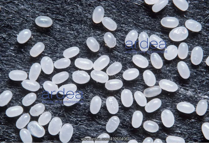 : CAT FLEA EGGS - X8 magnification : CAT FLEA EGGS - X8 magnification