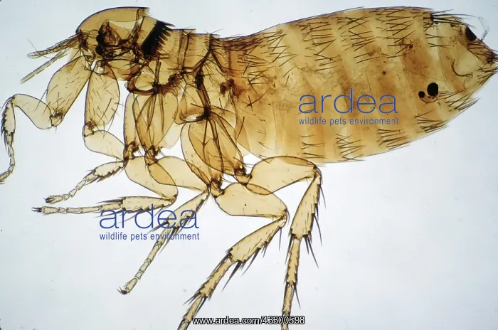 : CAT FLEA - FEMALE X10 : CAT FLEA - FEMALE X10