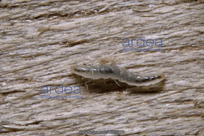 : CAT FLEA LARVAE - X6 magnification : CAT FLEA LARVAE - X6 magnification