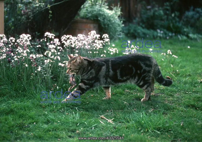 : CAT - with fledgling bird in jaws : CAT - with fledgling bird in jaws