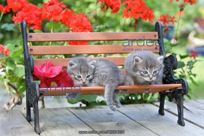 : Cat Flower - Alsace : Cat Flower - Alsace