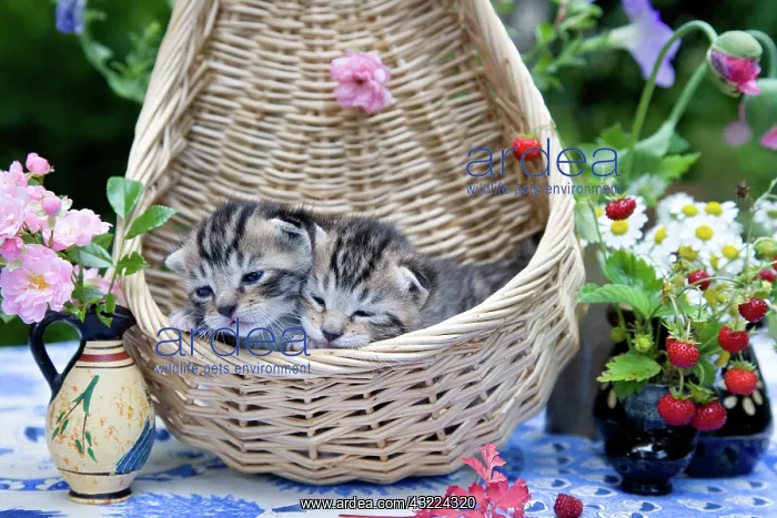 : Cat Flower - Alsace : Cat Flower - Alsace