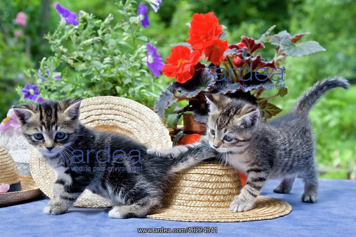 : Cat Flower - Alsace : Cat Flower - Alsace