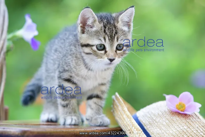 : Cat Flower - Alsace : Cat Flower - Alsace