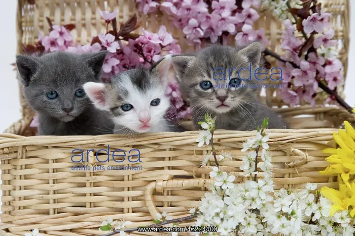 : Cat Flower - Alsace : Cat Flower - Alsace