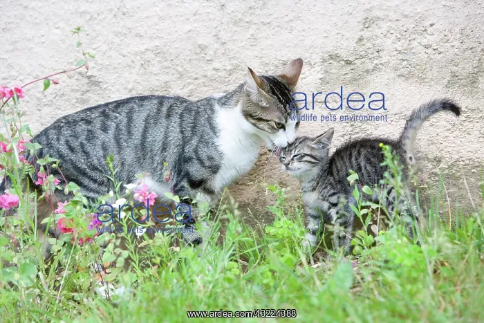 : Cat Flower - France : Cat Flower - France