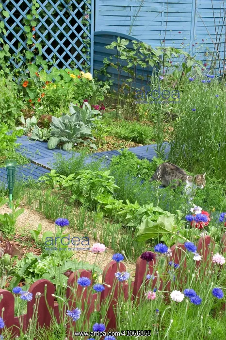: Cat in a flowered kitchen garden in summer : Cat in a flowered kitchen garden in summer