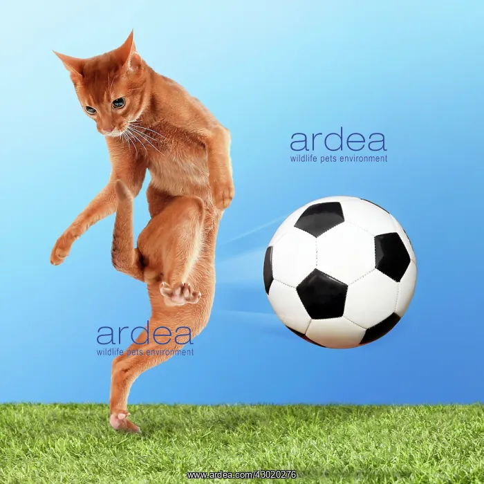 : Cat with football kicking volley : Cat with football kicking volley