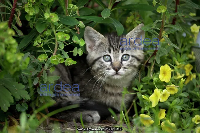  : Cat in garden with flowers